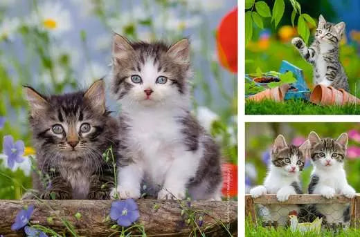 Cuddly Kittens 3 x 49 Puzzle