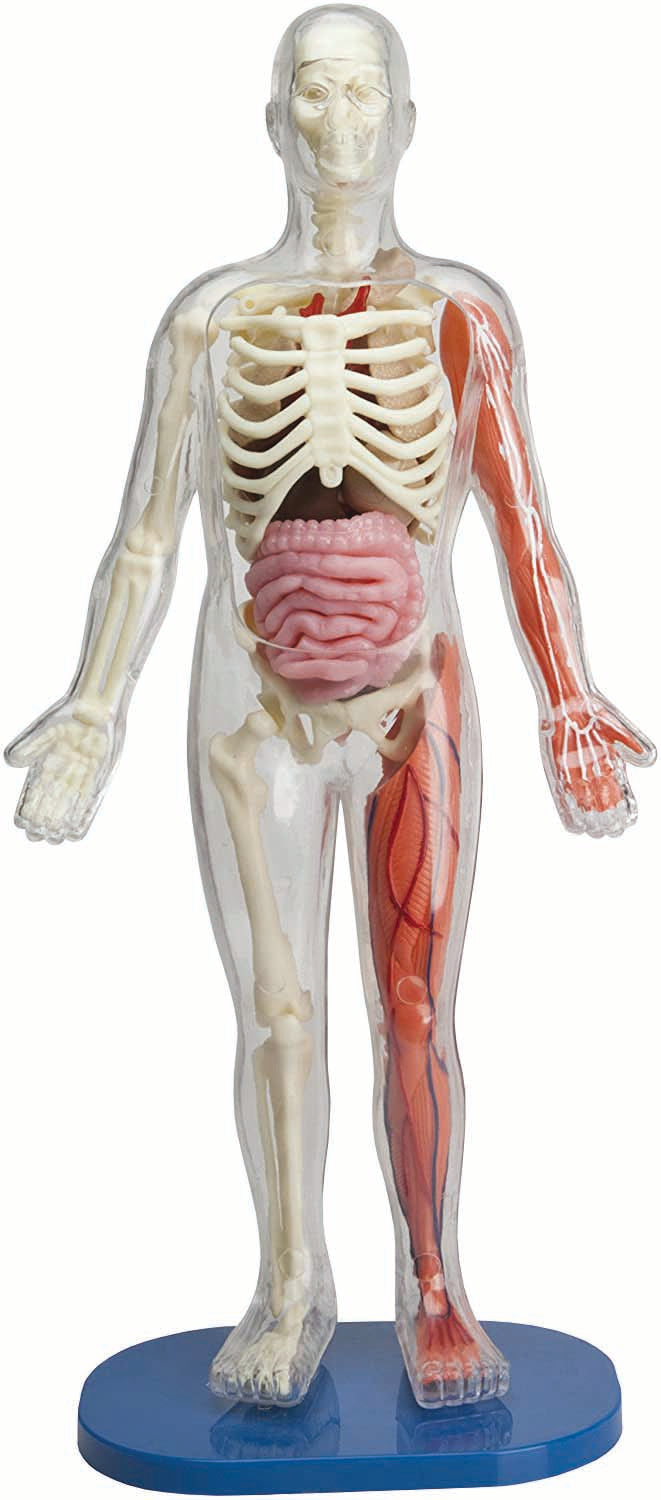 Squishy Human Body