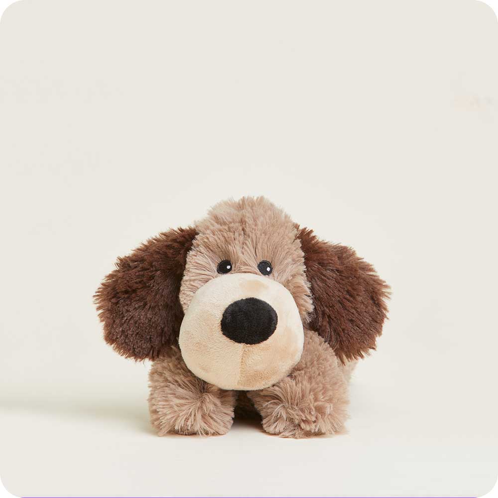Brown Dog Junior