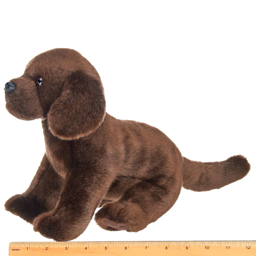 Brody the Chocolate Lab